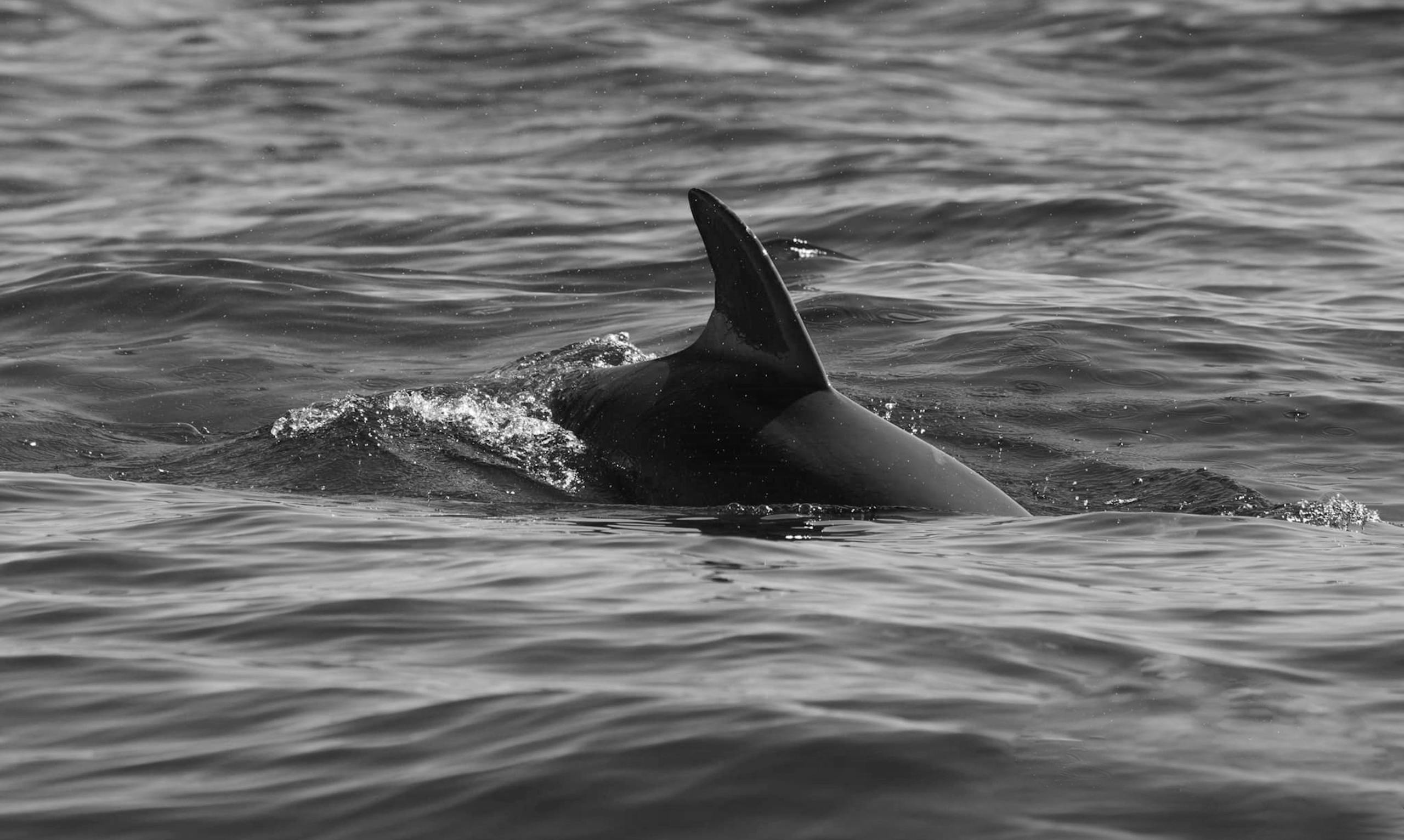 A dolphin fin gracefully pierces the ocean surface in this striking black and white photograph.